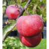 Apple Tree - Malus domestica REDLOVE ERA