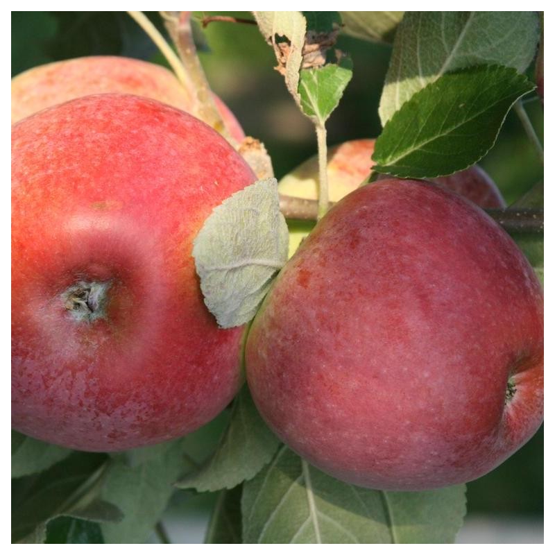 Apple Tree - Malus domestica DELIKATES