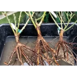 Rožių sodinimo instrukcija