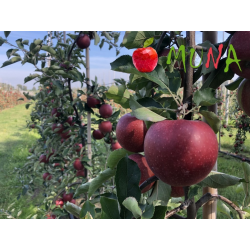 Apple Tree - Malus domestica MUNA