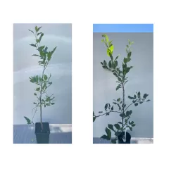 Žagarės sodų vaismedžiai internetu su pristatymu į namus