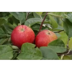 Žagarės sodų vaismedžiai internetu su pristatymu į namus