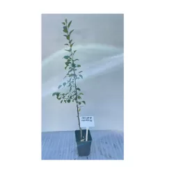 Žagarės sodų vaismedžiai internetu su pristatymu į namus