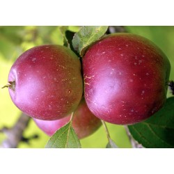 Apple Tree - Malus domestica KOVALENKOVSKOJE
