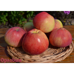 Apple Tree - Malus domestica ORLOVIM