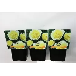 Bijūnas - Paeonia lactiflora PRIMEVERE