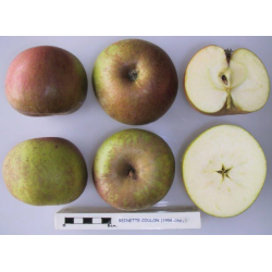 Apple Tree - Malus domestica KULONO RENETAS