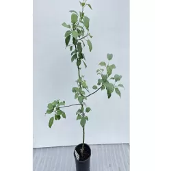 Naminė obelis - Malus domestica KULONO RENETAS