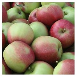 Obelų sodinukai internetu su pristatymu į namus