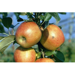 Apple tree - Malus domestica ARIVA
 Height-100-150CM Branching- 2 YEAR CROWN Container-C5.6 P20X20x23 Graft-M26