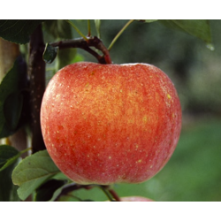 Apple tree - Malus domestica ARIVA