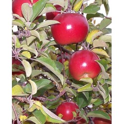 Apple Tree - Malus domestica CONNEL RED