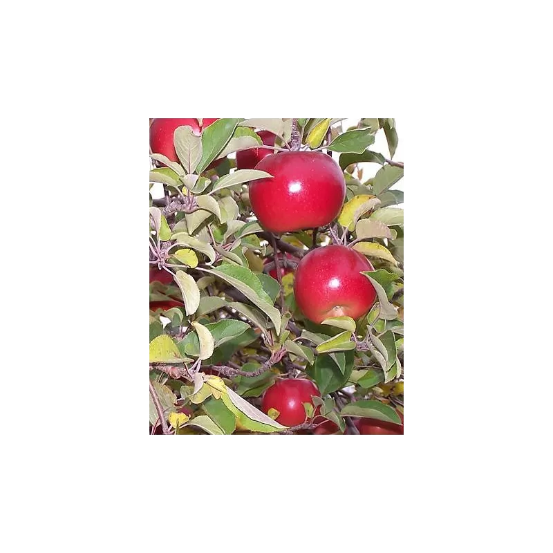 Žagarės sodų vaismedžiai internetu su pristatymu į namus