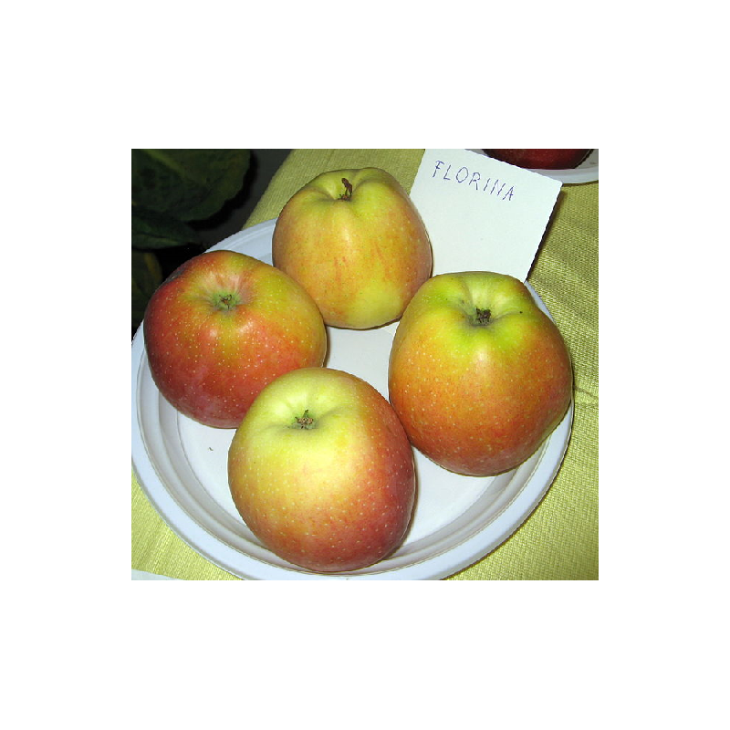 Apple Tree - Malus domestica FLORINA