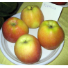 Apple Tree - Malus domestica FLORINA