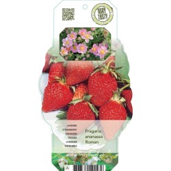 Strawberry - Fragaria ROMAN