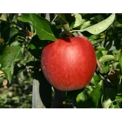 Obelų sodinukai internetu su pristatymu į namus