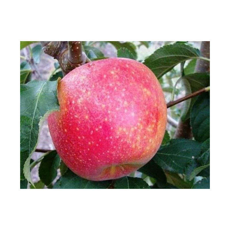 Apple Tree - Malus domestica PINOVA