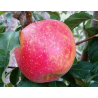 Apple Tree - Malus domestica PINOVA
