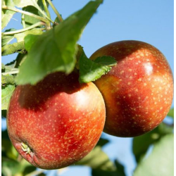 Apple Tree - Malus domestica RED BOSKOOP
 Container-C4R Height-150-175CM Branching-3 YEARS Graft-M26