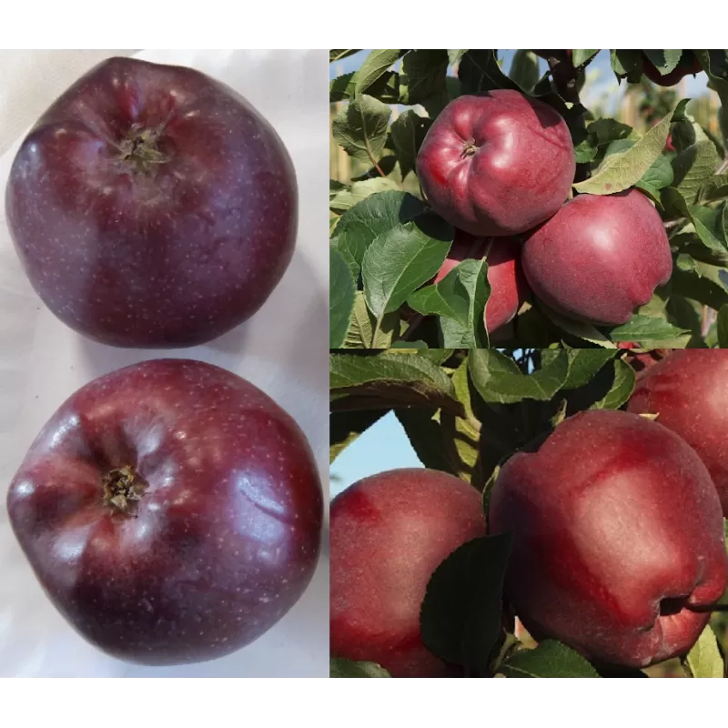 Žagarės sodų vaismedžiai internetu su pristatymu į namus