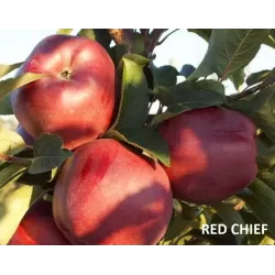 Žagarės sodų vaismedžiai internetu su pristatymu į namus