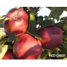Apple Tree - Malus domestica RED CHIEF