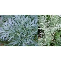 Kartusis kietis (pelynas) - Artemisia absinthium P9