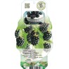 Blackberry - Rubus fruticosus BLACK SATIN