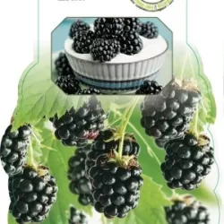 Blackberry - Rubus fruticosus BLACK SATIN