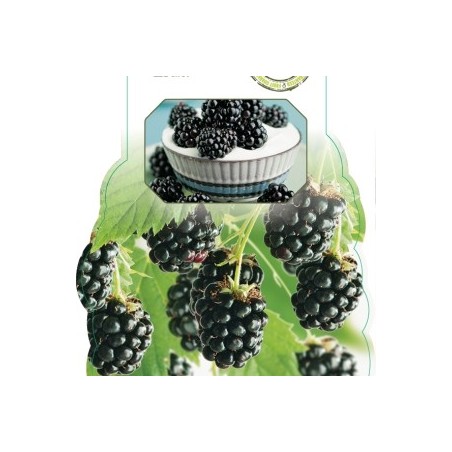 Blackberry - Rubus fruticosus BLACK SATIN