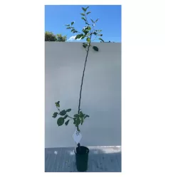 Žagarės sodų vaismedžiai internetu su pristatymu į namus