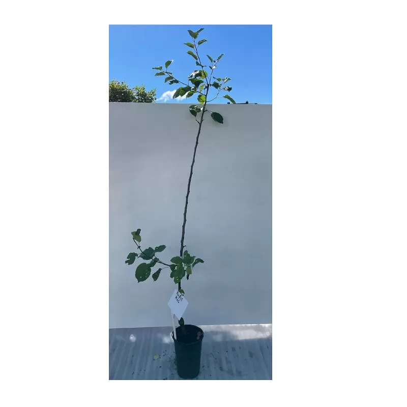 Žagarės sodų vaismedžiai internetu su pristatymu į namus