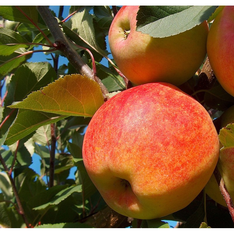 Apple Tree - Malus domestica ŠAMPION / CHAMPION