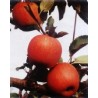 Apple Tree - Malus domestica ŠAMPION / CHAMPION