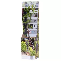 Plum - Prunus salicina BLACK AMBER