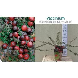 Stambiauogė spanguolė - Vaccinium macrocarpon EARLY BLACK