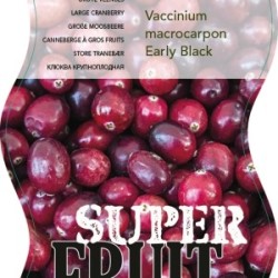 Stambiauogė spanguolė - Vaccinium macrocarpon EARLY BLACK