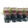 Stambiauogė spanguolė - Vaccinium macrocarpon EARLY BLACK