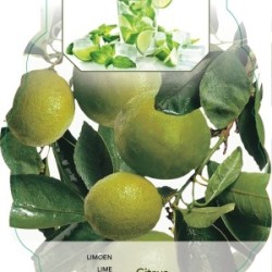 Citrus Lime Verde