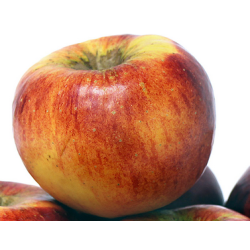 Apple Tree - Malus domestica TOPAZ