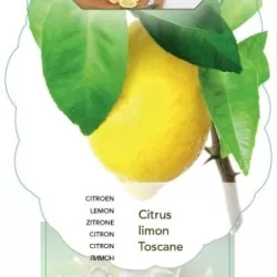 Citrus limon TOSCANE