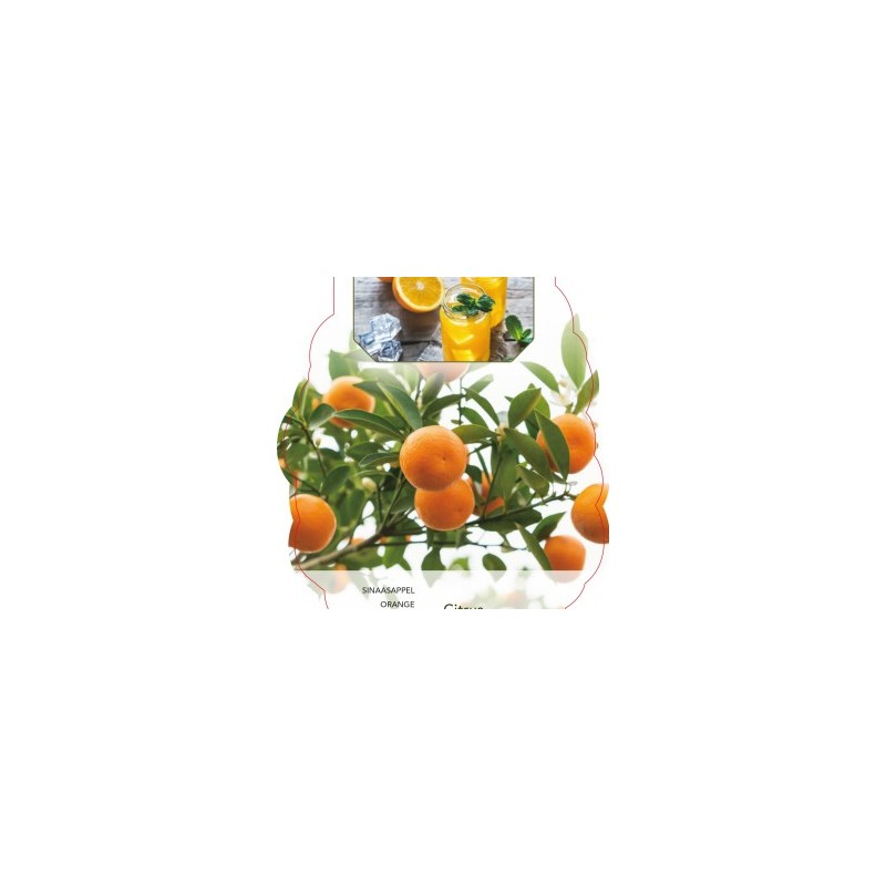 Sweet orange - Citrus sinensis ORANGIN