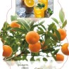 Apelsinmedis - Citrus sinensis ORANGIN