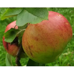 Obelų sodinukai internetu su pristatymu į namus