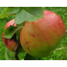 Apple Tree - Malus domestica VITOS
