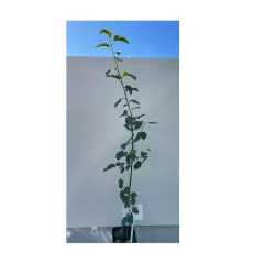 Žagarės sodų vaismedžiai internetu su pristatymu į namus