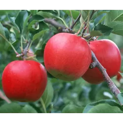 Obelų sodinukai internetu su pristatymu į namus