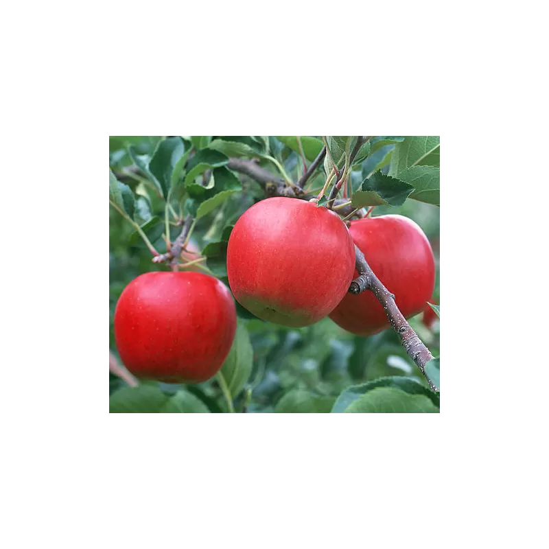 Žagarės sodų vaismedžiai internetu su pristatymu į namus