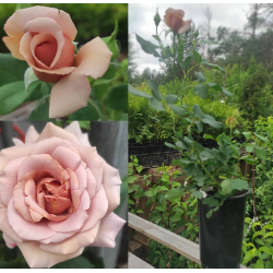 Rožė - Rosa KOKO LOKO ®